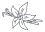 Vanilla