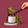 Lit amber glass jar with a gray label in front of a deep purple background and surrounded by mint leaves and vanilla beans. 